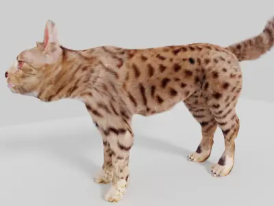 cat 3d senegal 3D model