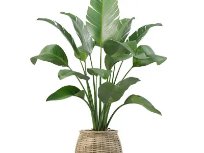 Plants collection 206 - alocasia strelitzia cactus  philodendron 3D model