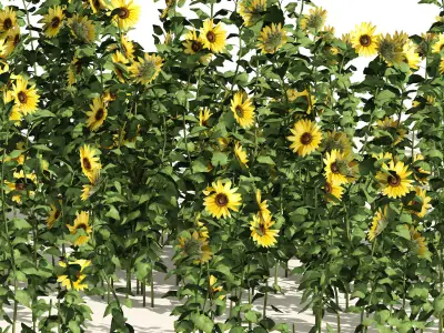 sunflower field Low-poly 3D model