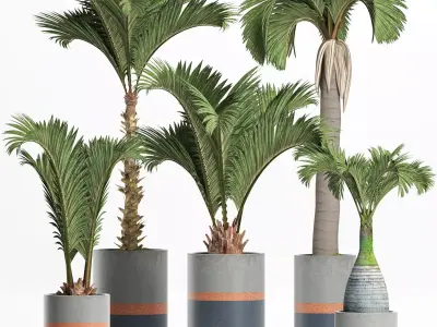 Plants Collection 196 Palms 3D model