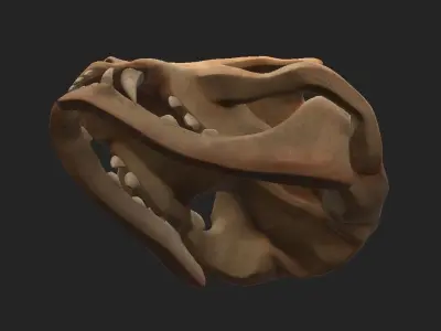 Stylized Cat Skull  Low-poly 3D model