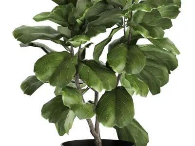 Ficus lyrata trees in a pot for the interior 878 3D model
