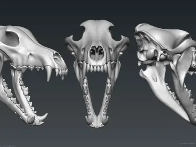 3D Wolf Skull - Highpoly sculpture 3D model
