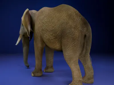 Photorealistic African Elephant 3D Model Low-poly 3D model