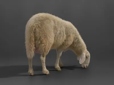Assaf Sheep02 With 1 Animation  VFX Grace  3D model