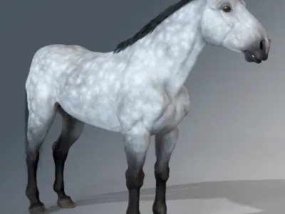 Horse - Dapple Gray Warmblood 3D model