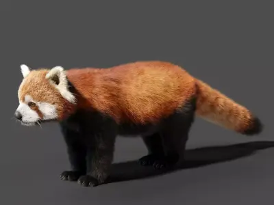 Red Panda Animation - Blender 3D model