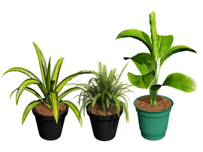 Indoor Potted Plants 3D Model Low-poly 3D model