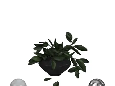 Plant in black vase 3D model