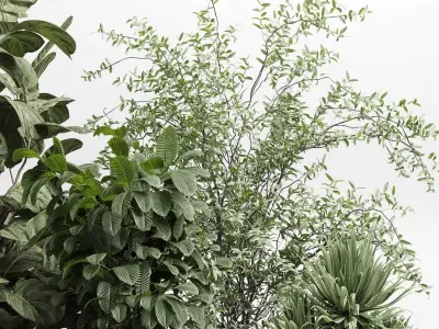 indoor plant set 409 palm bush ficus lyrata concrete vases Low-poly 3D model