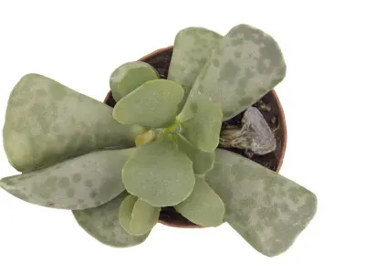 Succulent 01 Free 3D model