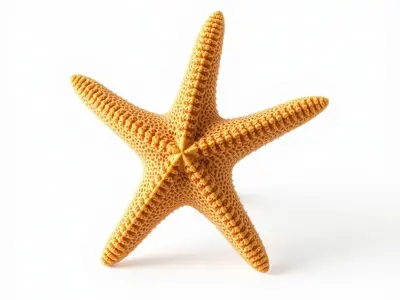 Starfish Texture Detailed Natural model pack Low-poly 3D model