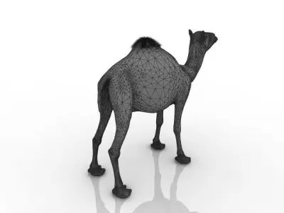 High quality camel 3D model
