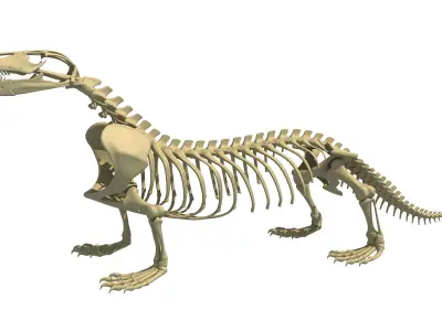 Komodo Dragon Skeleton 3D model