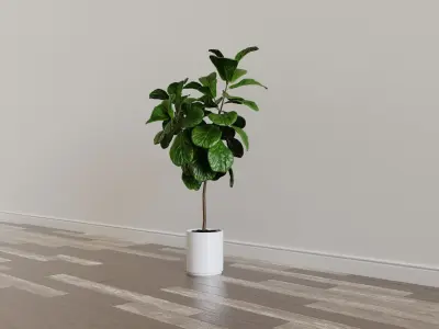 Ficus Lyrata- Fiddle Leaf Fig Plant 3D model