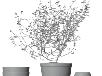 Decorative tree in a pot HG2 3D model