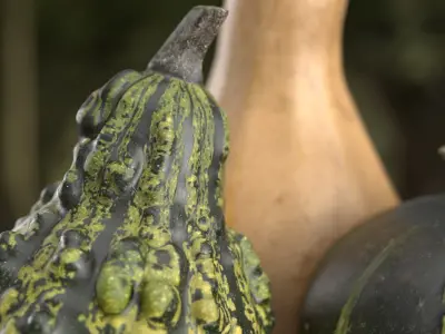 3D Pumpkin models  3D Model Collection