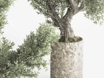 Bonsai And Indoor Plant Set 50 3D model