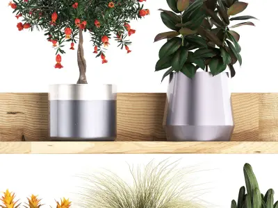 Collection of Exotic Plants 409 3D model