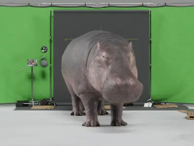 Hippopotamus Amphibious - rigged 3D model