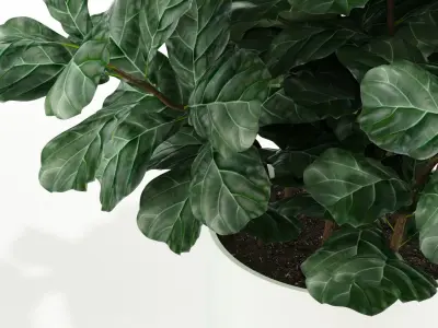 Plants collection 98 3D model