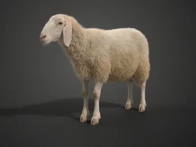 Assaf Sheep01 with 1 Animation  VFX Grace  3D model