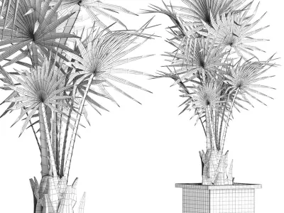 Plants Collection 168 Arabian Sabal Minor 3D model