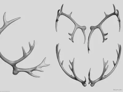 Reindeer Antlers 3D model