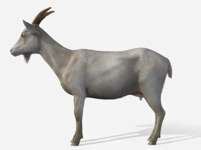 Goat - Female Low-poly 3D model