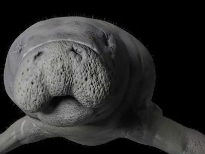 Florida Manatee 3D model