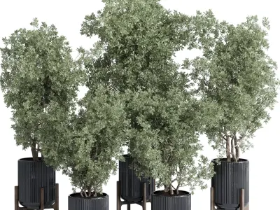 indoor plant set 381 tree bush concrete dirt vase Low-poly 3D model