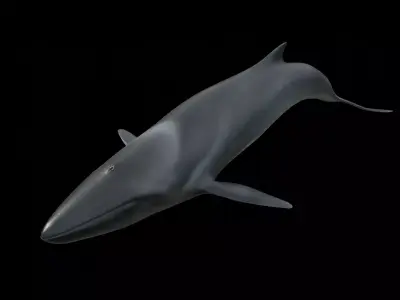 Fin whale Low-poly 3D model