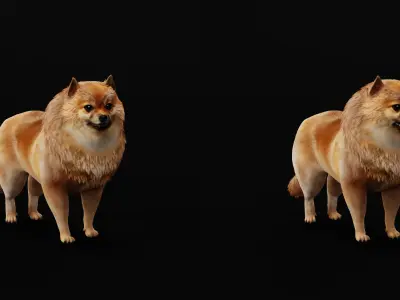 German Spitz Mittel Dog Low-poly 3D model