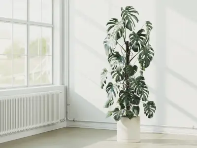 204cm Accurate high-poly Monstera Deliciosa in pot 3D model 3D model