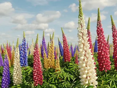 Lupine bush Lupinus 3D model