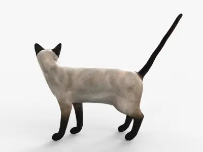 Siamese Cat Rigged for Cinema 4D FBX 3D Model Low-poly 3D model