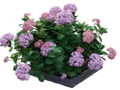 Plants Hydrangea set 13 3D model