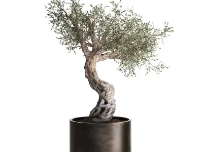 Olive tree in a rusty flowerpot for the interior 989 3D model