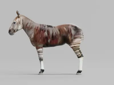 Okapi Forest Giraffe Animals Low-poly 3D model