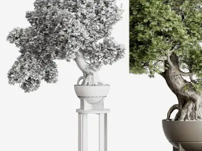 Bonasi Tree in a concrete vase set indoor plant 391 Low-poly 3D model