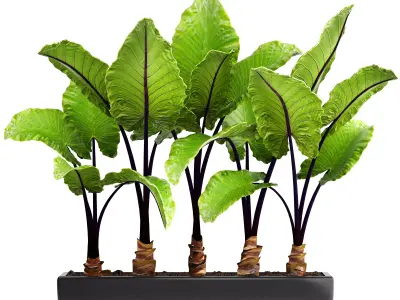 Alocasia macrorrhiza 3D model