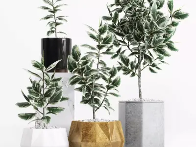 Plants and Planters 8 Ficus Elastica Variegata 3D model