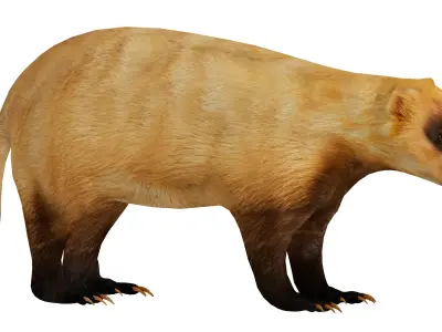Japanese Badger Low-poly 3D model