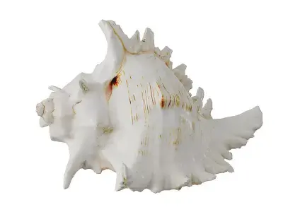Sea Shell BLENDER 3D Model Cycles 3D model