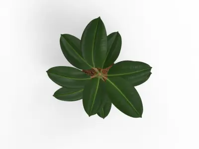 Potted ficus 3D model
