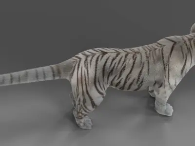 Fur White Tiger NO Rigged in Blender  Low-poly 3D model