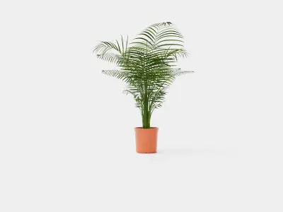 Dypsis lutescens Low-poly 3D model