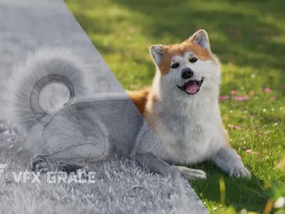 Akita Dog Animated VFX Grace 3D model