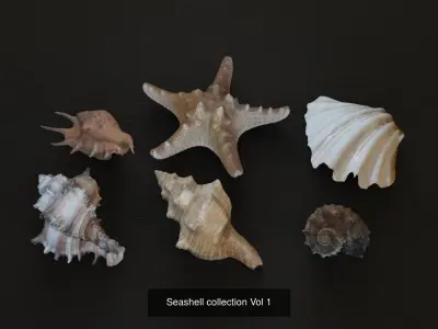 Sea shells Collection Bundle