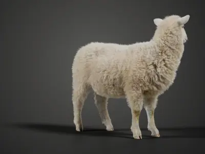 Young Sheep with 1 Animation VFX Grace 3D model